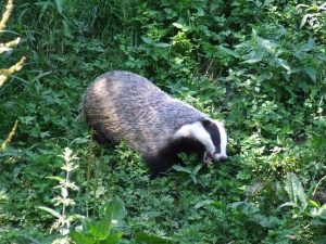 badger